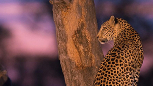 machaba-camp-botswana-okavango-delta-little-machaba-camp-leopard-1-sightings-april-2018.jpg