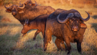 machaba-botswana-okavango-delta-gomoti-plains-sightings-february-2020-buffalo-landing.jpg
