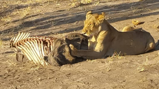 Lion Verneys Thumbnail.jpg Lion Verneys Thumbnail.jpg