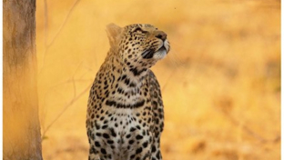 Willdife Sightings Machaba Camp Botswana September 2024 Leopard Willdife Sightings Machaba Camp Botswana September 2024 Leopard