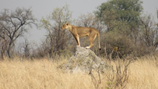 Machaba Deteema Springs Camp Wildlife Sightings August 2025 Lioness On Termite Mound Machaba Deteema Springs Camp Wildlife Sightings August 2025 Lioness On Termite Mound