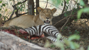 Machaba Ngoma Safari Lodge Wildlife Sightings August 2026 Lionesses Feeding On Zebra