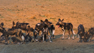 Zimbabwe Mana Pools Ingwe Pan September 2020 Wildlife Sightings Banner