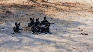Machab Safaris Zimbabwe Ingwe Pan Wild Dogs