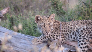 Machaba Safaris Gomoti Plains Camp Leopard Cub
