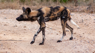 Machaba Deteema Springs Camp Wildlife Sightings July 2025 Deteema Wild Dog Machaba Deteema Springs Camp Wildlife Sightings July 2025 Deteema Wild Dog