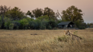 machaba-botswana-okavango-delta-little-machaba-camp-lion-2018 (1).jpg