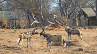 machaba-zimbabwe-hwange-verneys-camp-wild-dogs-sightings-november-2019.jpeg