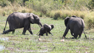 Machaba Safaris Zimbabwe Mana Pools National Park July 2023 Elephants At Water Machaba Safaris Zimbabwe Mana Pools National Park July 2023 Elephants At Water