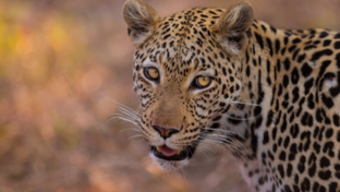 Machaba Botswana Okavango Delta Machaba Camp Leopard May Sightings 2020 Thumbnail Machaba Botswana Okavango Delta Machaba Camp Leopard May Sightings 2020 Thumbnail