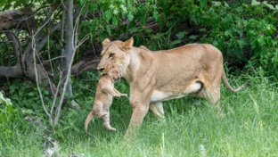 Okavango Delta Wildlife Sightings Kiri Camp Feb 2024 Lioness And Cub