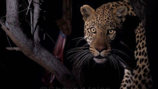 machaba-camp-botswana-okavango-delta-little-machaba-camp-leopard-2-sightings-november-2017.jpg