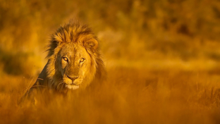 Botswana Okavango Delta Machaba Camp Sightings June 2021 Lion Grass 01 Botswana Okavango Delta Machaba Camp Sightings June 2021 Lion Grass 01