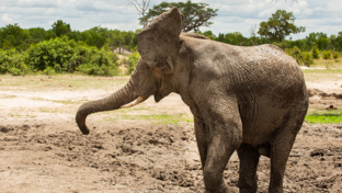 machaba-zimbabwe-hwange-verneys-camp-elephant-sightings-may-2019.jpg