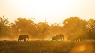 Machaba Safaris   Botswana   Elephant Silhouette Machaba Safaris   Botswana   Elephant Silhouette