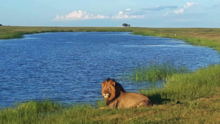 machaba-botswana-chobe-ngoma-sighting-february-2020-lion-landing.jpg