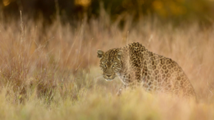 Botswana Machaba Camp Leopard Botswana Machaba Camp Leopard