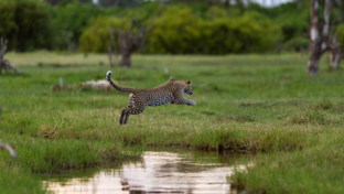 Machaba Safaris Secret Season Leopard Jumping Over Okavango Channel