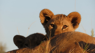 Machaba Kiri Camp Wildlife Sightings June 2025 Lion Cub In The Okavango Machaba Kiri Camp Wildlife Sightings June 2025 Lion Cub In The Okavango