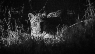 Machaba Gomoti Plains Camp Wildlife Sightings March 2026 Leopard Sightings On Night Safari