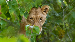Machaba Safaris Botswana Gomoti Plains Lions Leaves Machaba Safaris Botswana Gomoti Plains Lions Leaves