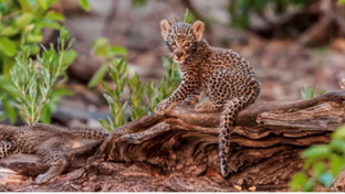 Machaba Safaris Machaba Camp December Sightings 2024 Leopard Cub On Branch Machaba Safaris Machaba Camp December Sightings 2024 Leopard Cub On Branch