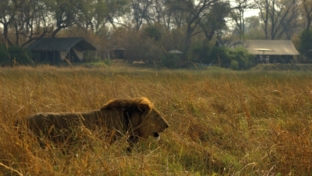 machaba-camp-botswana-okavango-delta-little-machaba-camp-lion-1-sightings-september-2017 (7).jpg