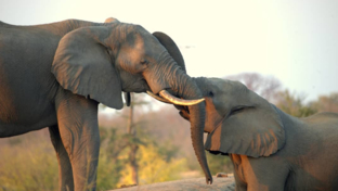 Machaba Zimbabwe Hwange Deteema August Sightings 2020 Elephant Thumbnail Machaba Zimbabwe Hwange Deteema August Sightings 2020 Elephant Thumbnail