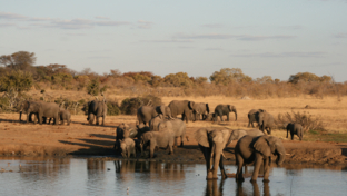 Machaba Safaris Zimbabwe Verneys Camp Wildlife Stories July 2022 Banner Elephants Machaba Safaris Zimbabwe Verneys Camp Wildlife Stories July 2022 Banner Elephants