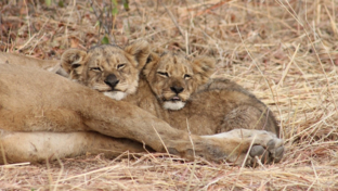 Machaba Deteema Springs Camp Wildlife Sightings September 2025 Cute Lion Cubs Machaba Deteema Springs Camp Wildlife Sightings September 2025 Cute Lion Cubs