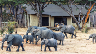 Machab Safaris Zimbabwe Verneys Camp  Elephant Machab Safaris Zimbabwe Verneys Camp  Elephant