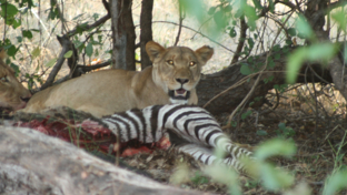 Machaba Ngoma Safari Lodge Wildlife Sightings September 2025 Lionesses Feeding On Zebra Machaba Ngoma Safari Lodge Wildlife Sightings September 2025 Lionesses Feeding On Zebra