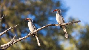 Machaba Botswana Okavango Delta Monachira Camp Wildlife Sightings November 2025 Hornbills