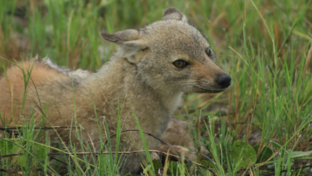 Machaba Monachira Camp Wildlife Sightings March 2026 Black Backed Jackal