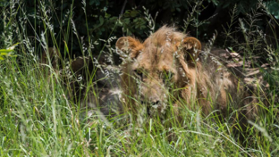 Machaba Verneys Camp Wildlife Sightings March 2026 Lion In Tall Grass