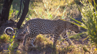 machaba-botswana-okavango-delta-leopard-sightings.jpeg