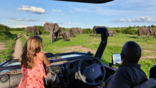 machaba-botswana-chobe-ngoma-sighting-january-2020-elephant-landing.jpg