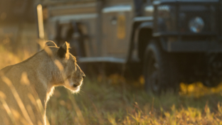 Botswana Kiri Camp Lions On Safari Botswana Kiri Camp Lions On Safari