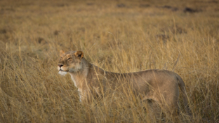 Machaba Camp Wildlife Sightings June 2025 Lioness In Tall Grass
