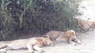 machaba-botswana-chobe-ngoma-safari-lodge-lions-sightings-august-2019 (8).png
