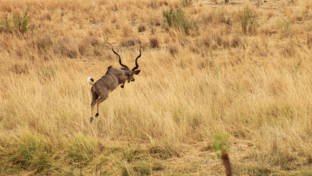 machaba-zimbabwe-hwange-deteema-camp-kudu-sightings-november-2019.jpg