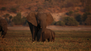 Machaba Botswana Chobe Ngoma Sighting June 2020 Elephant Herd Thumbnail
