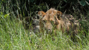 Machaba Verneys Camp Wildlife Sightings April 2026 Lion Stalking In Tall Grass