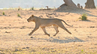 Machaba Safaris Zimbabwe Mana River Camp Sightings June Lions Machaba Safaris Zimbabwe Mana River Camp Sightings June Lions