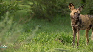 Machaba Safaris Machaba Camp Wild Dogs Machaba Safaris Machaba Camp Wild Dogs