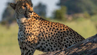 Machaba Kiri Camp Wildlife Sightings March 2025 Cheetah Sighting At Okavango Delta