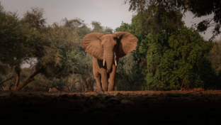 Mana River Camp Machaba Safaris Elephant Sighting Mana River Camp Machaba Safaris Elephant Sighting
