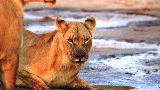 machaba-zimbabwe-hwange-verneys-camp-lion-sightings-april-2019.png