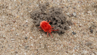 machaba-zimbabwe-deteema-springs-sighting-january-2020-velvet-mite-landing.JPG