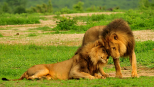 Zimbabwe Hwange National Park Deteema Springs Camp Wildlife Sightings December 2020  Banner 2 Zimbabwe Hwange National Park Deteema Springs Camp Wildlife Sightings December 2020  Banner 2